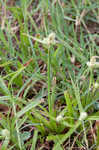 Fragrant spikesedge